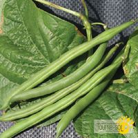 haricots-nains-verts-grenoble