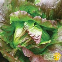 laitue-iceberg-rouge