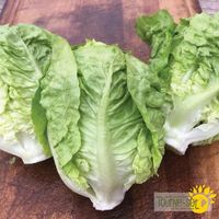 laitue-sucrine