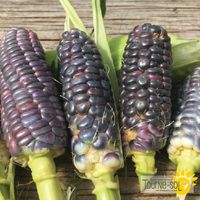 mais-sucre-blue-jade