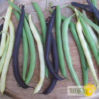 melange-de-haricots-nains