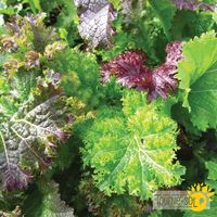 melange-moutarde-piquante