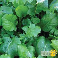 mesclun-combo-cruciferes-de-base