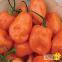 piment-fort-habanero-orange