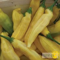 piment-fort-lemon-drop