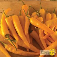 piments-forts-ho-chi-minh