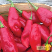 piments-forts-hot-paper-lantern