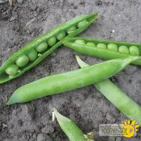 pois-a-ecosser-green-arrow