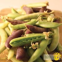 pois-mange-tout-melange-tourne-sol