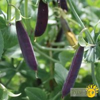 pois-mange-tout-sugar-magnolia