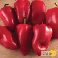 poivron-rouge-lipstick