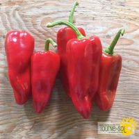 poivrons-doux-karma
