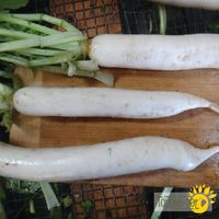 radis-daikon