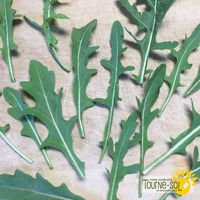 roquette-sauvage-sylvetta