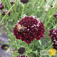 scabieuse-black-knight