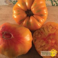 tomate-orange-striped-german