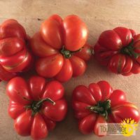 tomate-rouge-reisetomate