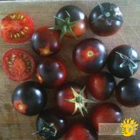 tomates-cerises-dancing-with-smurfs