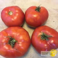 tomates-rouges-moskovich