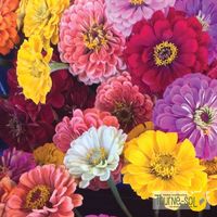 zinnias-melanges