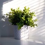 vignette-plante-interieur-soleil