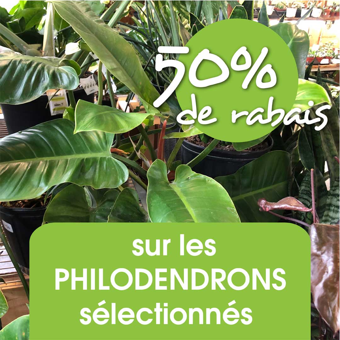 promo-philodendron