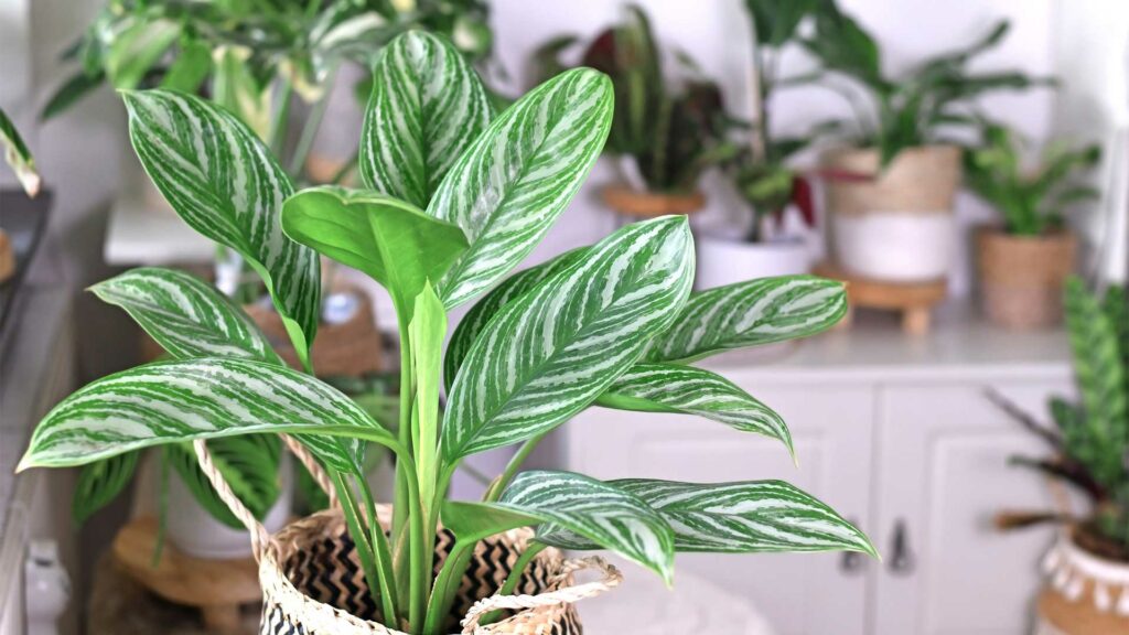 aglaonema