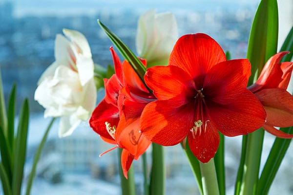 amaryllis-noel