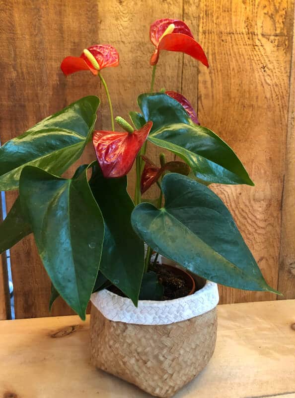 anthurium-latour