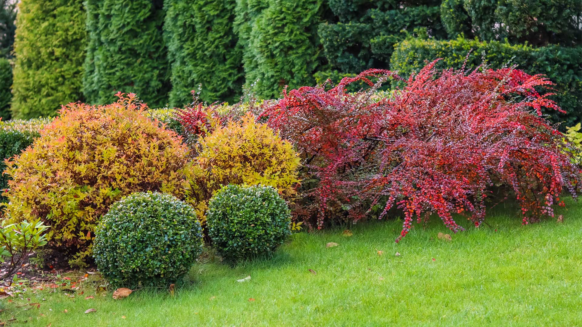 arbres-arbustes-automne