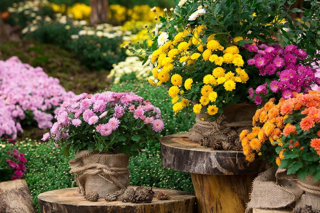 chrysanthemes-dautomne