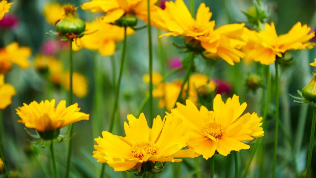 coreopsis