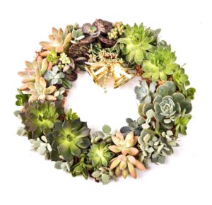 couronne-succulentes