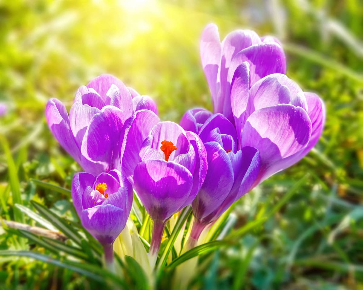 crocus-en-fleurs
