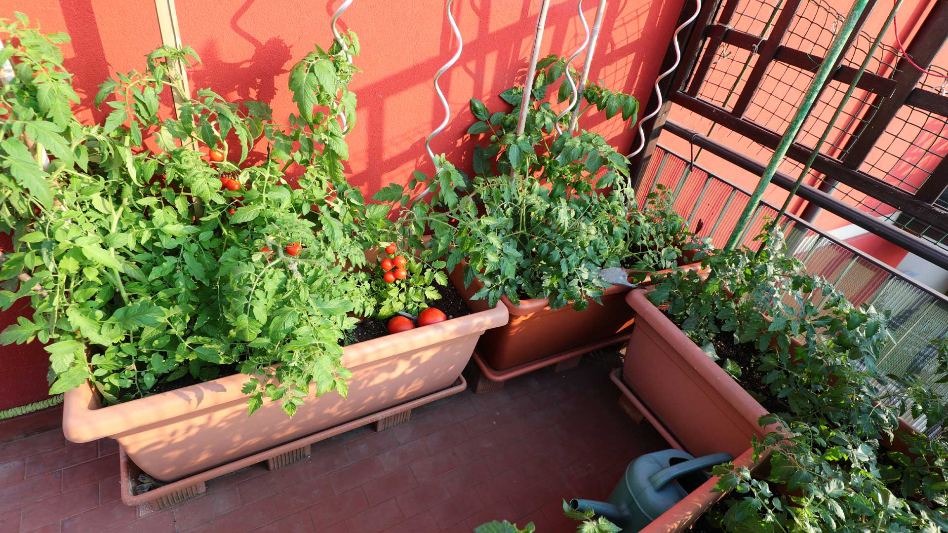 cultiver-un-potager-sur-son-balcon