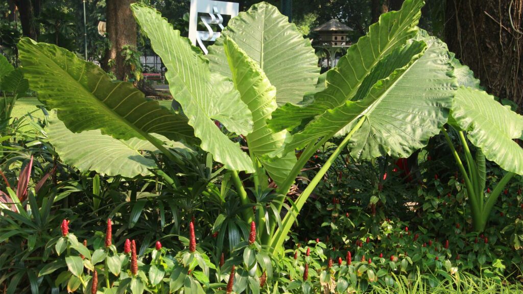 Plante Grosse Feuille Exterieur