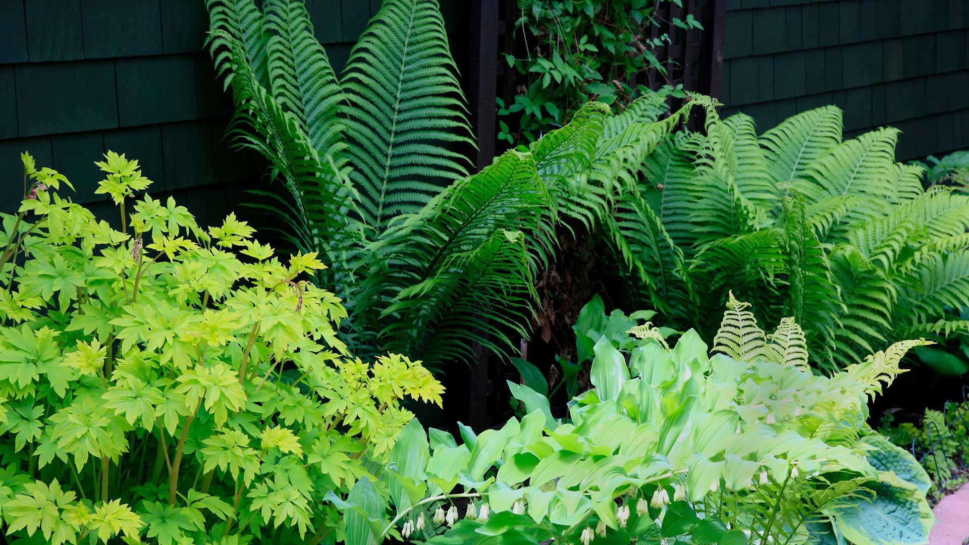 des-vivaces-pour-lombre-certainement