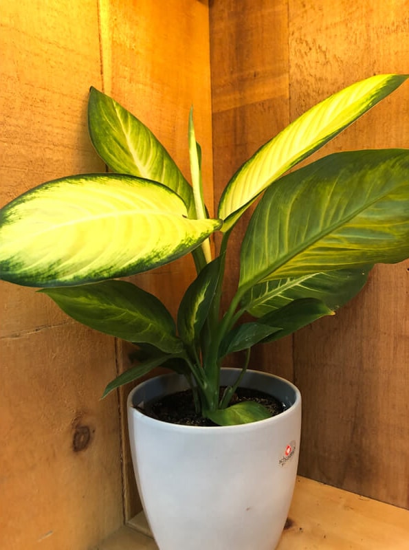 dieffenbachia
