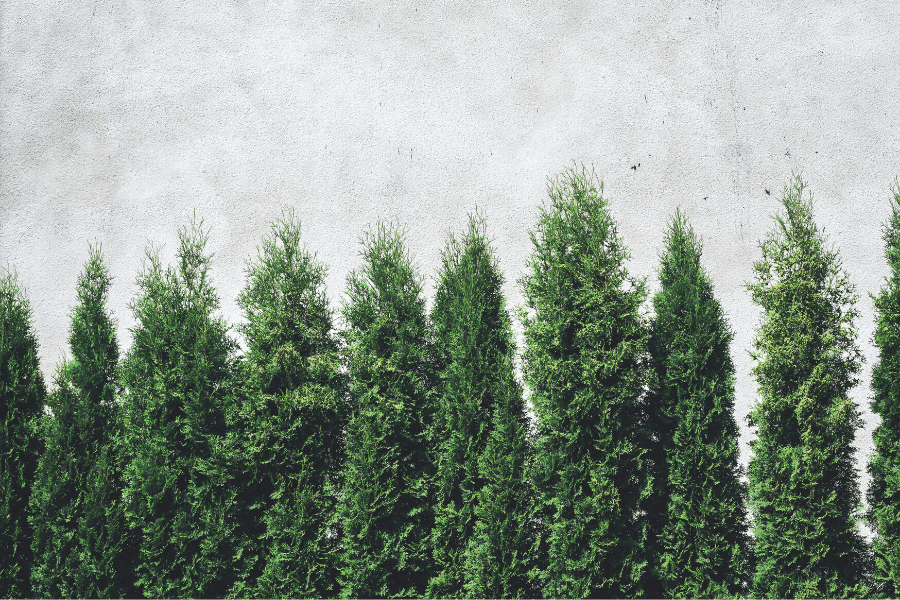 ecran-intimite-arbuste