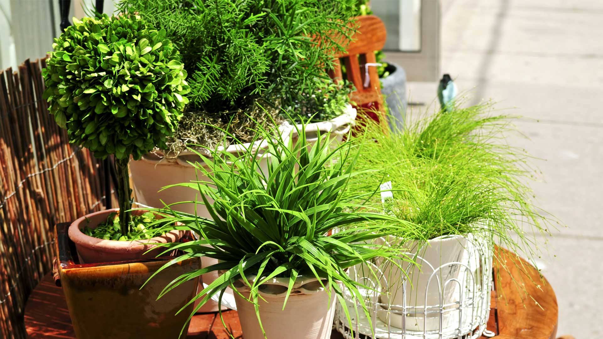 faire-prendre-laire-a-ses-plantes-interieur