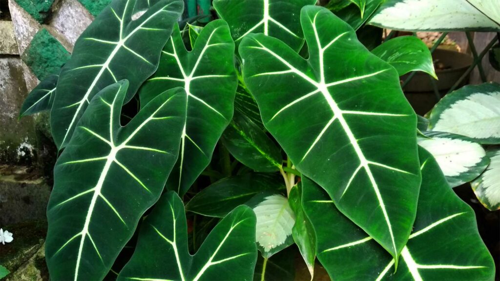 feuillage-exceptionnels-pour-vos-plates-bandes-alocasia