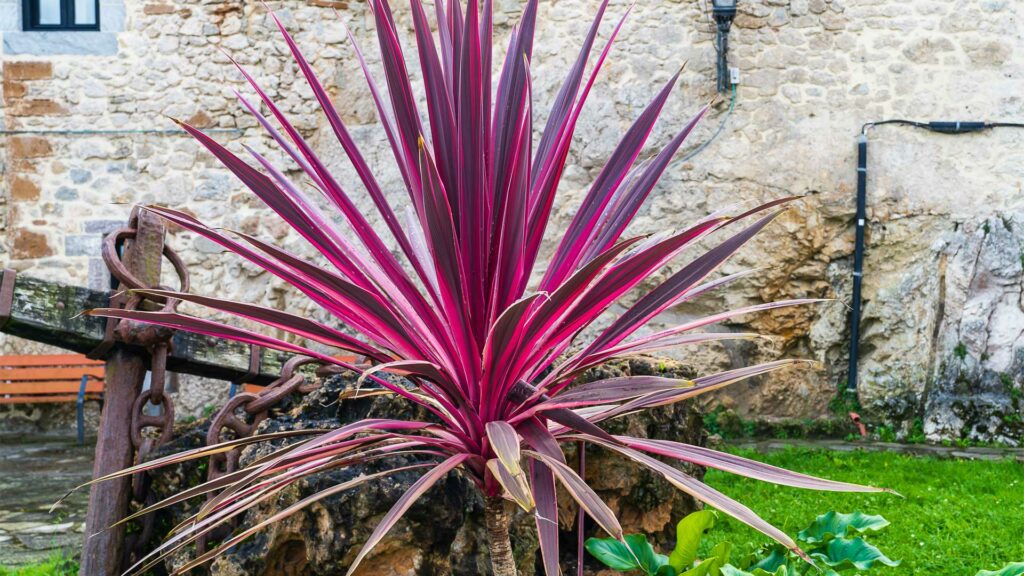 feuillage-exceptionnels-pour-vos-plates-bandes-cordyline