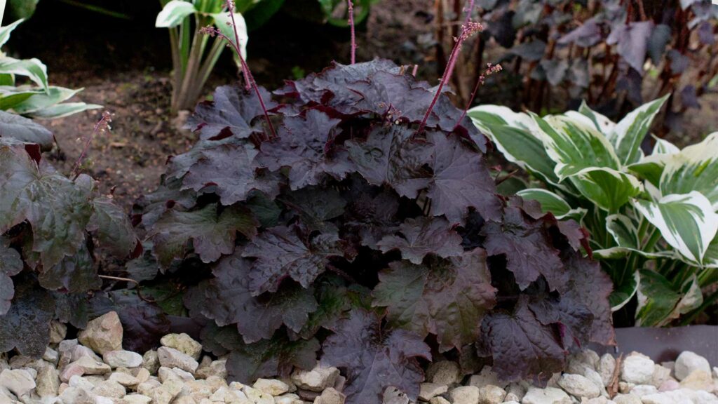 feuillage-exceptionnels-pour-vos-plates-bandes-heucheres