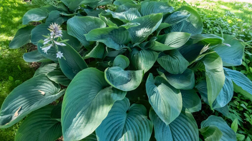 feuillage-exceptionnels-pour-vos-plates-bandes-hosta-empress-wu