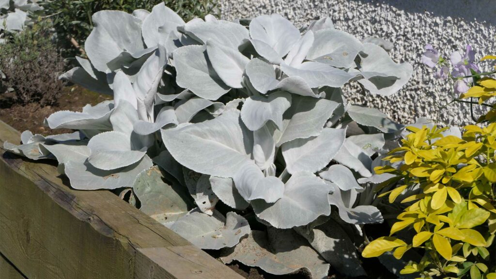 feuillage-exceptionnels-pour-vos-plates-bandes-senecio-candicans-angel-wing