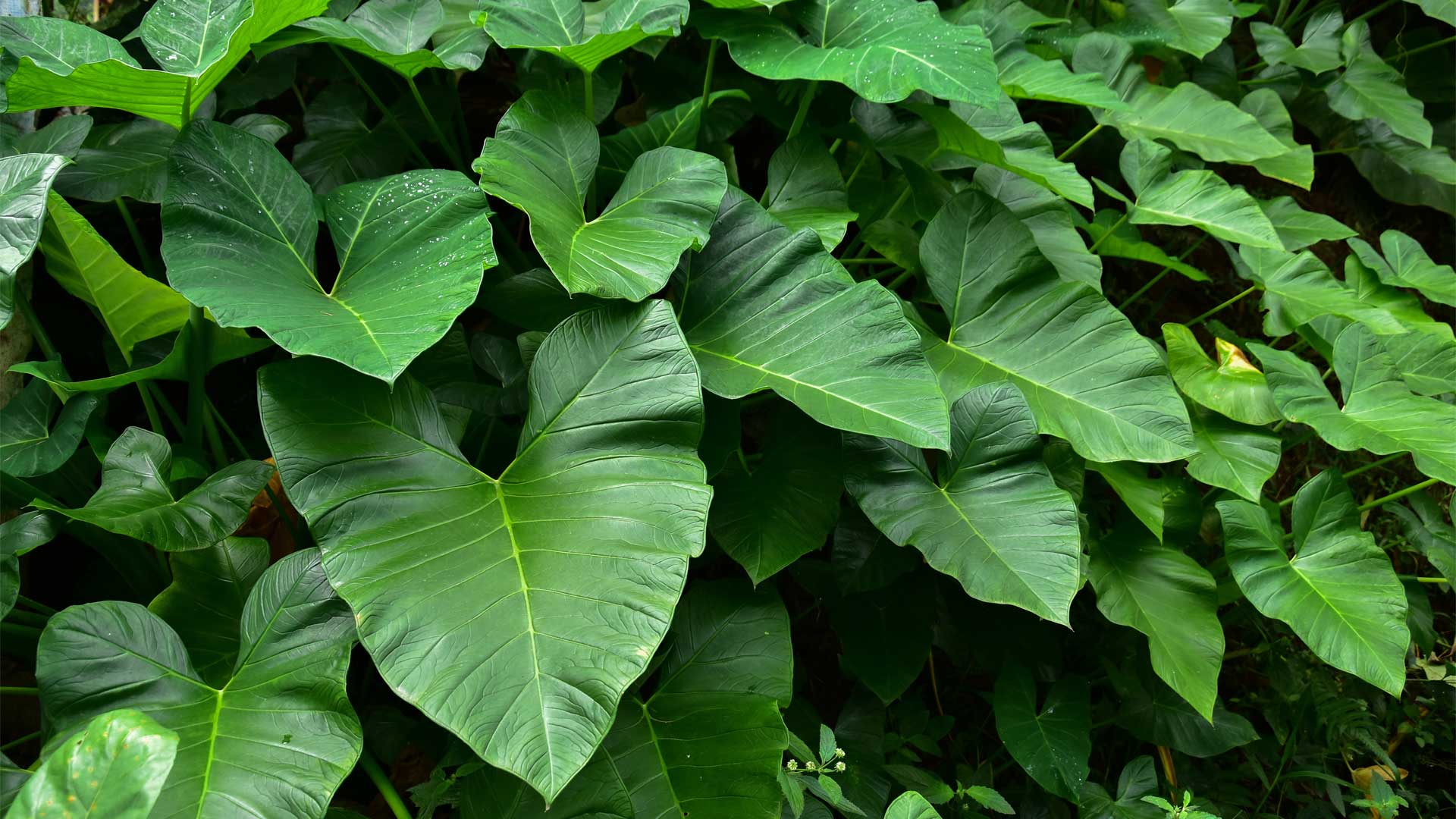 feuillage-exceptionnels-pour-vos-plates-bandes