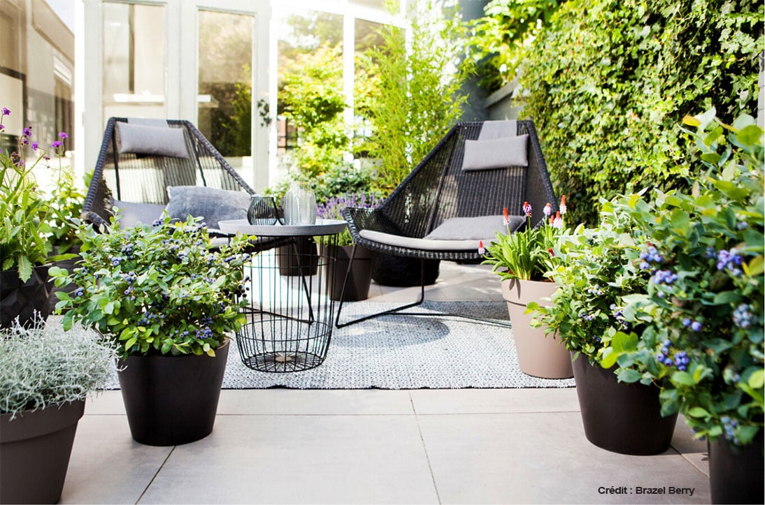 petits-fruits-bleuets-pots