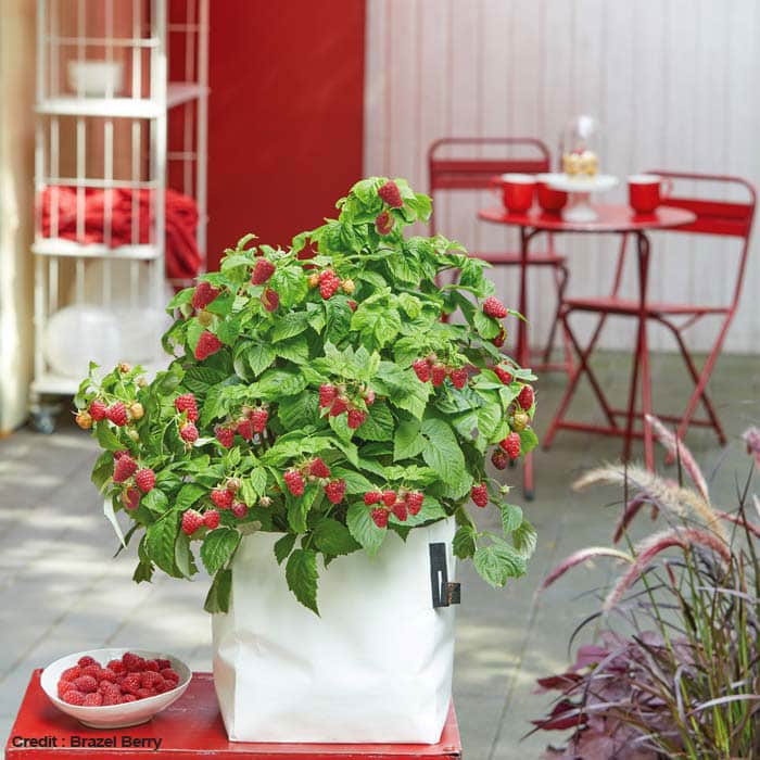 petits-fruits-contenant