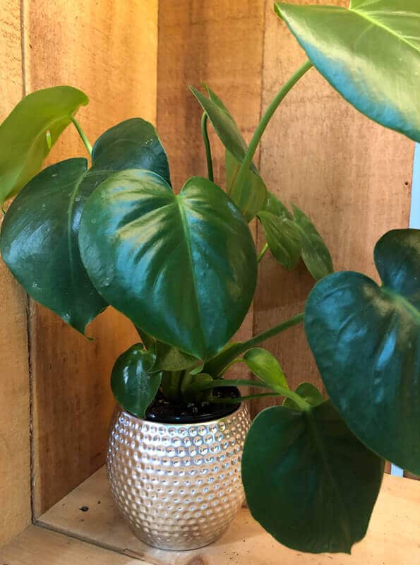 philodendron-scadens