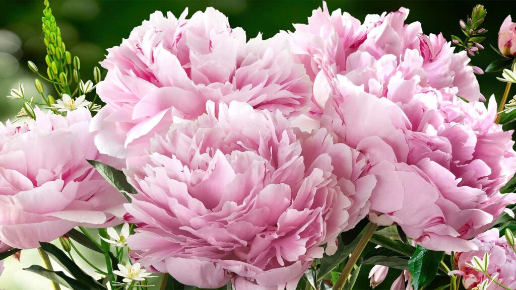 pivoines